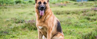 melhores racas de caes de guarda