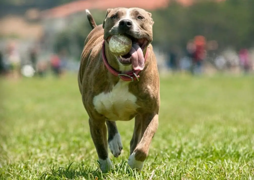 pit bull terrier