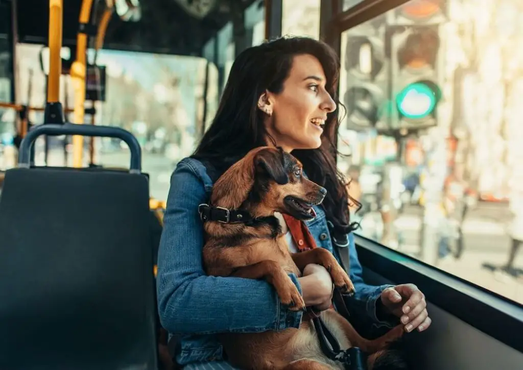 viajar com animais de autocarro