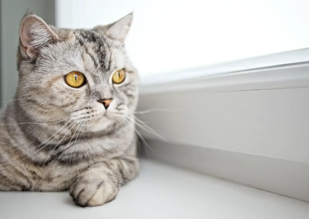 Quantos anos vive um gato? Quantos anos vive um gato?