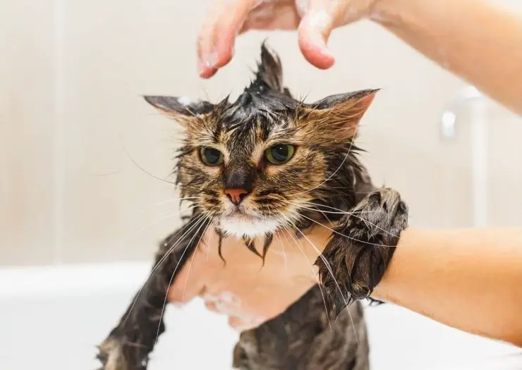 dar banho ao gato